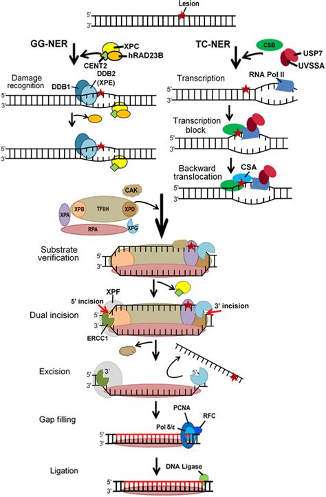 Nucleotide Excision Repair Of Dna Damage