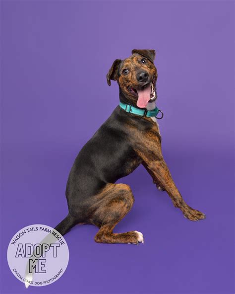 Dog for adoption - Liberty Biberty, a Terrier & Hound Mix in Wilmington