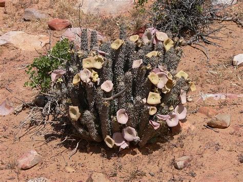 Cu Les Son Los Beneficios De Los Cactus Y De Las Suculentas Para La Salud