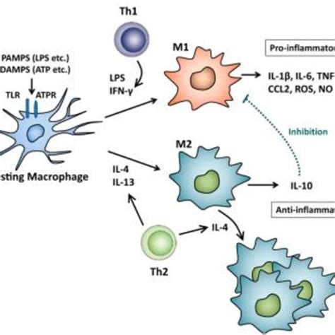 The polarization of macrophages depends on the factors present in their ...