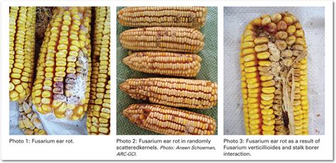 A Closer Look At Fusarium Ear Rot Of Maize