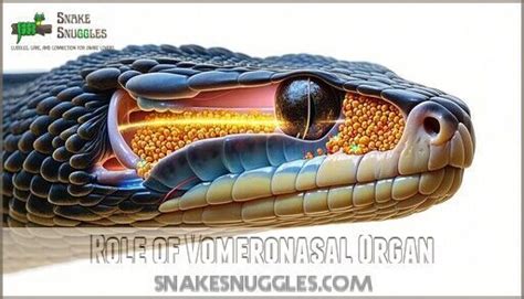 snakes   sense  taste science  snake senses