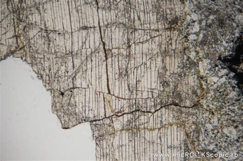 Augite Thin Section Single Chain Inosilicates Microckscopic