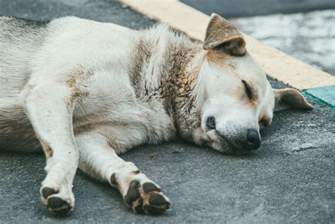 A Lonely Stray Dog On The Street In Winter Stock Image Image Of Face