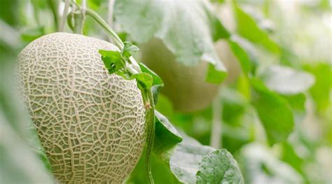 Cantaloupe Varieties: 21 Different Types of Cantaloupe Cultivars