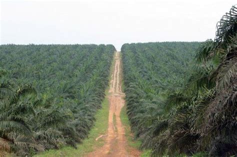 La Centrafrique Relance Sa Production D Huile De Palme Centrafrique