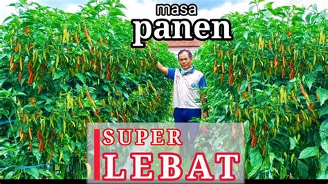 Rahasia Tanam Cabe Super Lebat Subur Tidak Harus Mahal Part Youtube