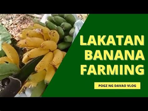 Lakatan Banana Farming Paano Ba Magtanim Youtube