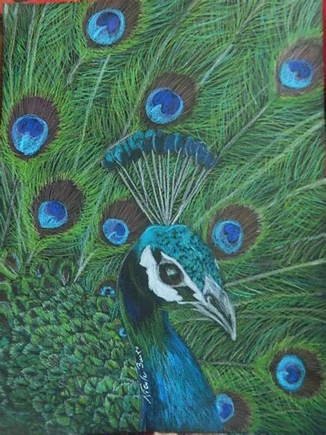 Peacock By Montanaskies On Deviantart