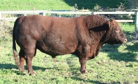 Devand Red Devon Stud Red Devon Cattle Breeders Association