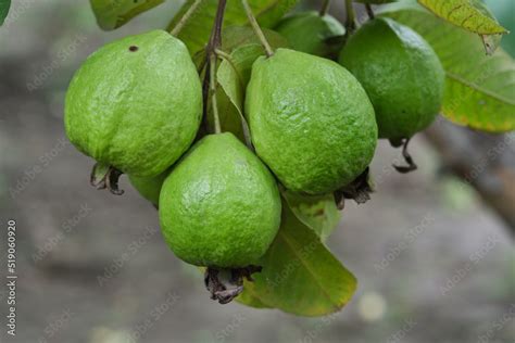 Organic guava fruit. green guava fruit hanging on tree in agriculture farm of India in ...