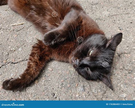 Black Cat Stock Image Image Of Striped Kitten Purr 176386403