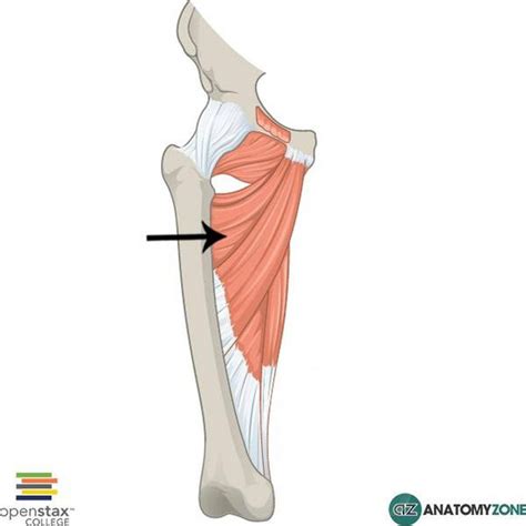 pictures  adductor brevis