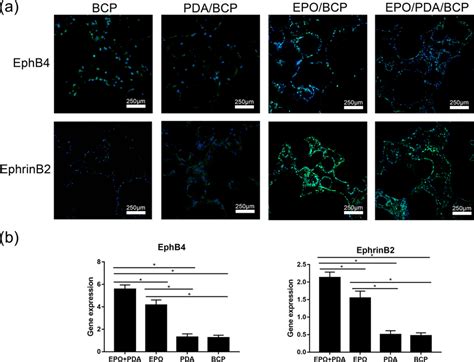 A Immunofluorescent Staining Showed The Expression Of Ephb4 Ephrinb2 Download Scientific