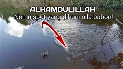 Alhamdulillah Nemu Spot Yang Dihuni Nila Babon Youtube