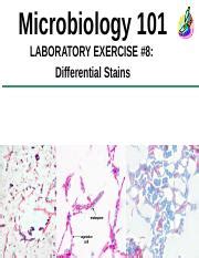 Lab 8 Differential Stains Microbiology 101 LABORATORY EXERCISE 8