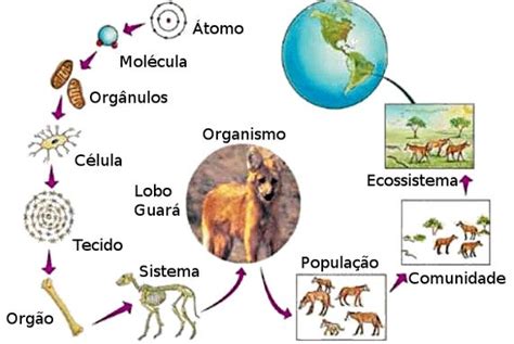 As Características Herdadas De Um Organismo São Determinadas Por: - Caracteristicas Del Organismo Vivo - Cuela