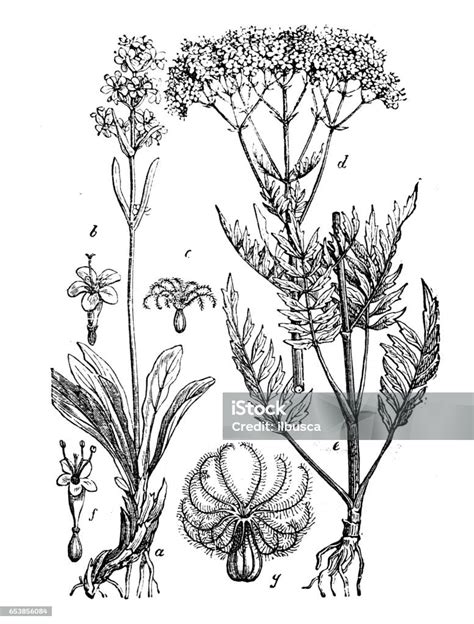 Ilustración De Botánica Plantas Antigua Ilustración De Grabado Valeriana Officinalis Y Más