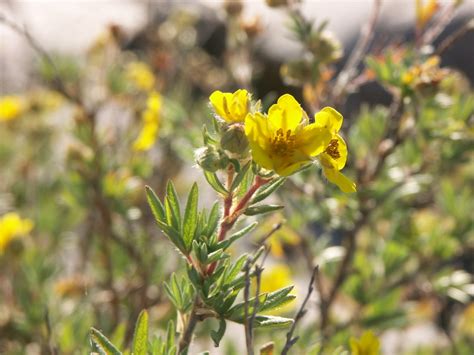 Shrubby Cinquefoil - Great Lakes Sacred Essences