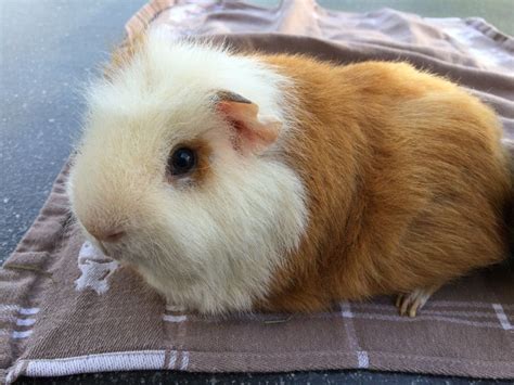 Pin On Ch Teddy Guinea Pig Cavia