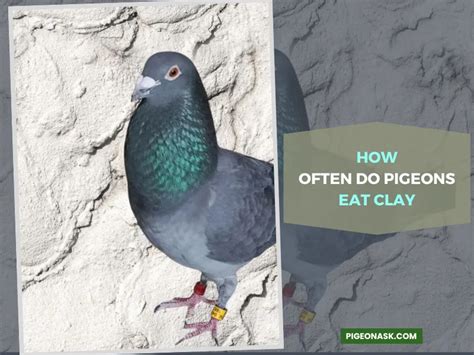 Do Pigeons Eat Clay Pigeon Ask