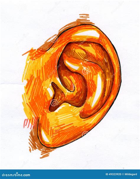 Human ear sketch stock illustration. Illustration of sketched - 49323920