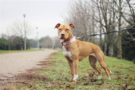 Conoce Todo Sobre Los Perros American Pitbull Terrier Temperamento Y