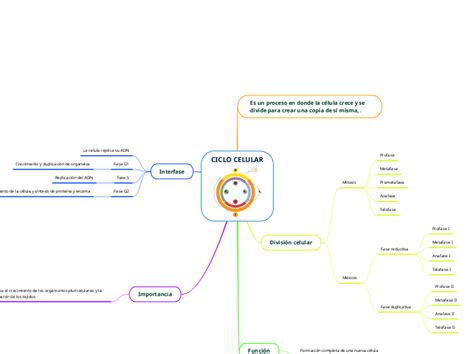 CICLO CELULAR Mind Map