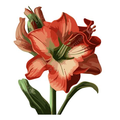 Amaryllis Clipart Disegno Del Fumetto Di Fiore Di Giglio Rosso Vettore