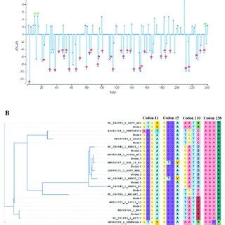 Evolutionary Dynamics Of H240R Gene In Nature A The Graphic