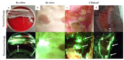 Diagnostics Free Full Text Rapid Diagnosis Of Pseudomonas