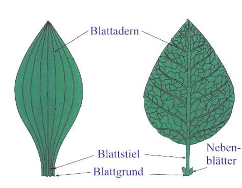 Aufbau Blattbestandteile Flashcards Quizlet