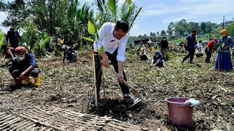 Jokowi Pasang Target Rehabilitasi Ribu Hektare Lahan Mangrove