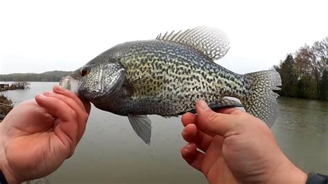 Crappie And Bluegill Fishing From The Bank Big Crappie And Bluegill