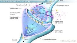 Quiz & Worksheet - Comparing Lidocaine & Benzocaine | Study.com