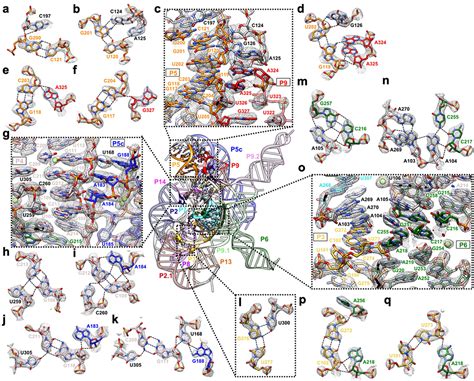 Cryo Em Structures Of Full Length Tetrahymena Ribozyme At 31 Å