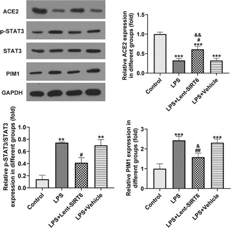 Overexpression Of Sirt Regulated Ace Stat Pim Signaling In