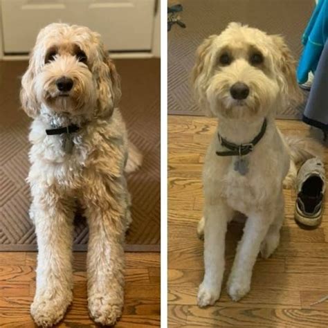 Short Labradoodle Haircut Ideas Before And After Photos