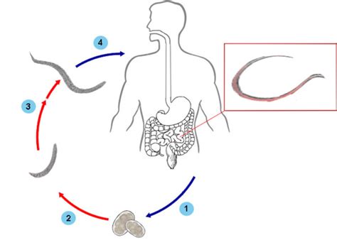 Hookworm Life Cycle Diagram B3e