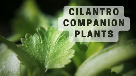 Best Cilantro Companion Plants What To Plant