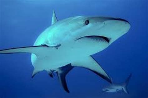 Encuentran cocaína en tiburones capturados frente a Río de Janeiro