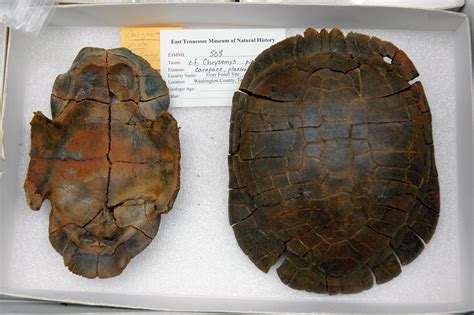 top  bottom shell fossils   painted turtle   million years