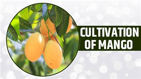 Mango Farming In India 2024 Types And Benefits Of Mango