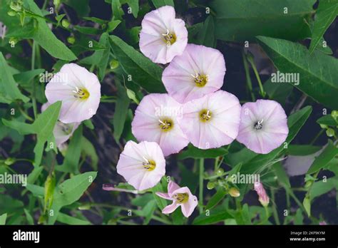 Field Bindweed Or Convolvulus Arvensis Or European Bindweed Or Creeping