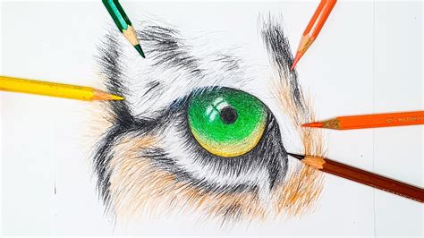 Tiger Eye Drawings