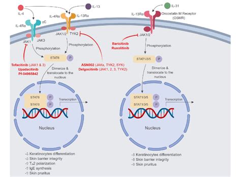 Jak Signaling Pathway