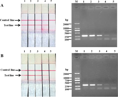 The Analytical Sensitivity Of The RPA LFD Assay Was Evaluated And