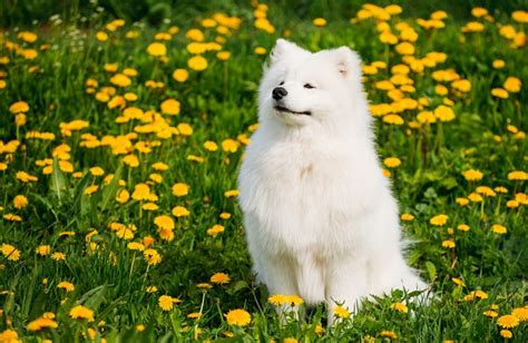 サモエド犬の特徴・性格・価格・飼育など徹底解説！