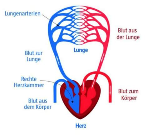 Grundlagen Herz Kreislauf System Flashcards Quizlet