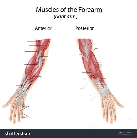 Forearm Diagram Quizlet